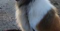 For adoption Rough Collie male dog.