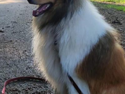 For adoption Rough Collie male dog.