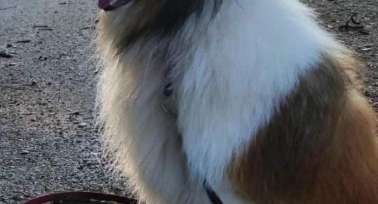 For adoption Rough Collie male dog.
