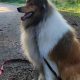 For adoption Rough Collie male dog.