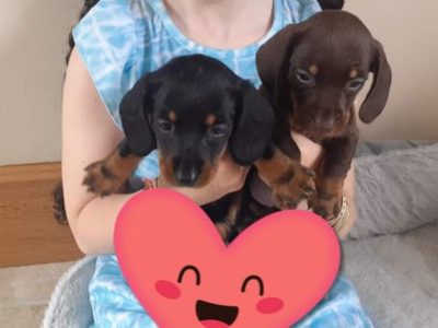 Mini Dachshund Puppies for Sale in Tallaght