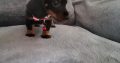 Ikc Miniature dachshunds