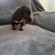 Ikc Miniature dachshunds