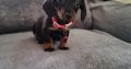 Ikc Miniature dachshunds