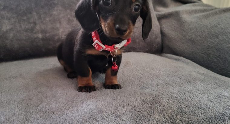 Ikc Miniature dachshunds