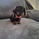 Ikc Miniature dachshunds