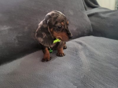 Miniature Dachshund Puppies in Kildare