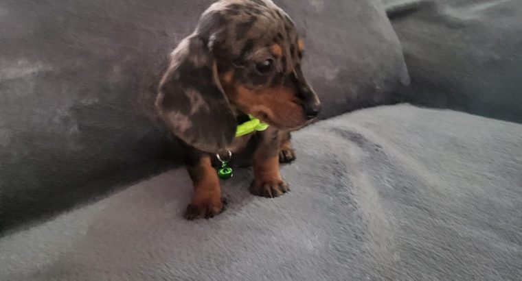 Ikc Miniature dachshunds