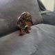 Ikc Miniature dachshunds