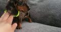 Ikc Miniature dachshunds