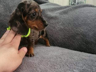 Ikc Miniature dachshunds