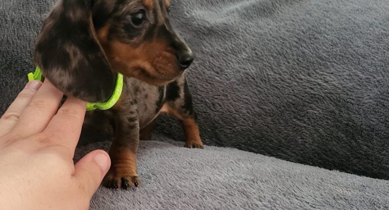 Ikc Miniature dachshunds