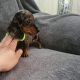 Ikc Miniature dachshunds