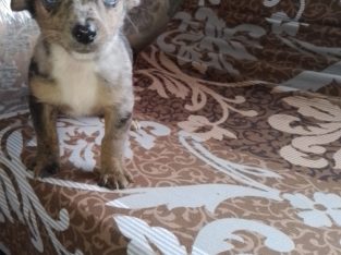 Merle jack russell for sale hotsell