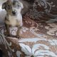 Rare Merle Jack Russell Puppies in Tuam