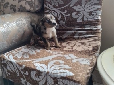Rare Merle Jack Russell Puppies in Tuam