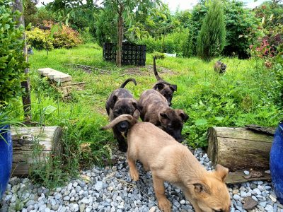 Lurcher X Belgian Malino Puppies in Feakle