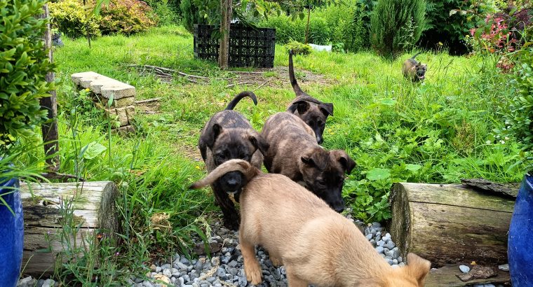 Pups for Sale – Lurcher X Belgian Malino German Sh