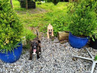 Pups for Sale – Lurcher X Belgian Malino German Sh