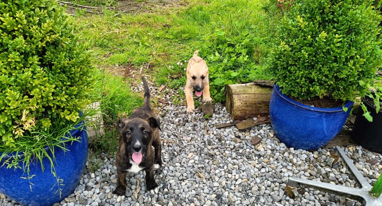 Pups for Sale – Lurcher X Belgian Malino German Sh