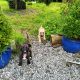 Pups for Sale – Lurcher X Belgian Malino German Sh