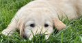 Golden retriever puppy