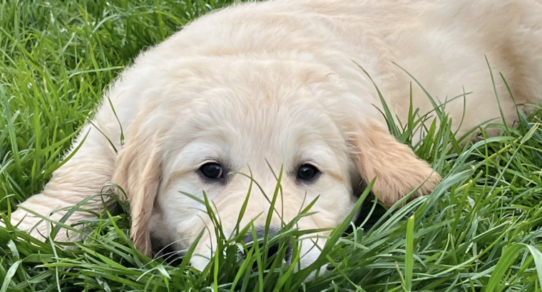 Golden retriever puppy