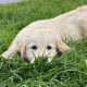 Golden retriever puppy