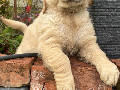 Golden Retriever Puppy in Killygordon – Playful