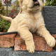 Golden retriever puppy