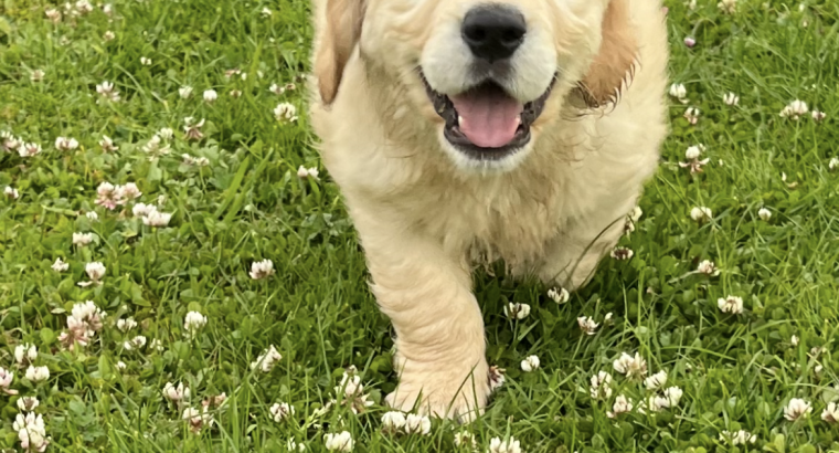 Golden retriever puppy