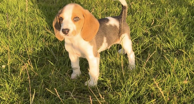 Beagle Pups ð¶