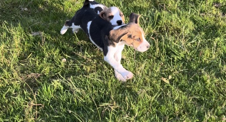 Beagle Pups ð¶