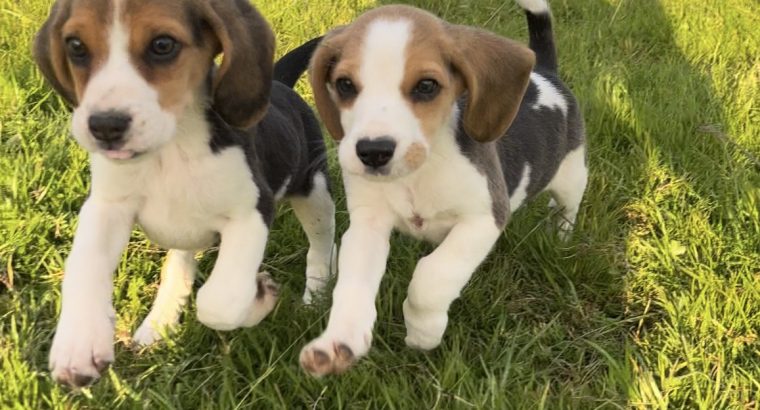 Beagle Pups ð¶