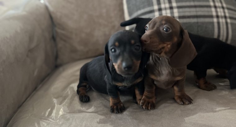 Miniature dachshund