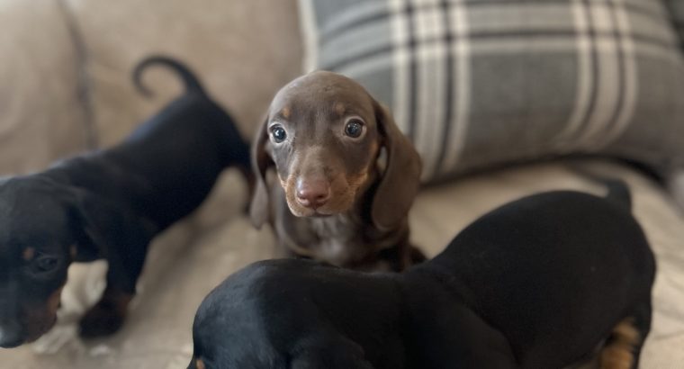 Miniature dachshund