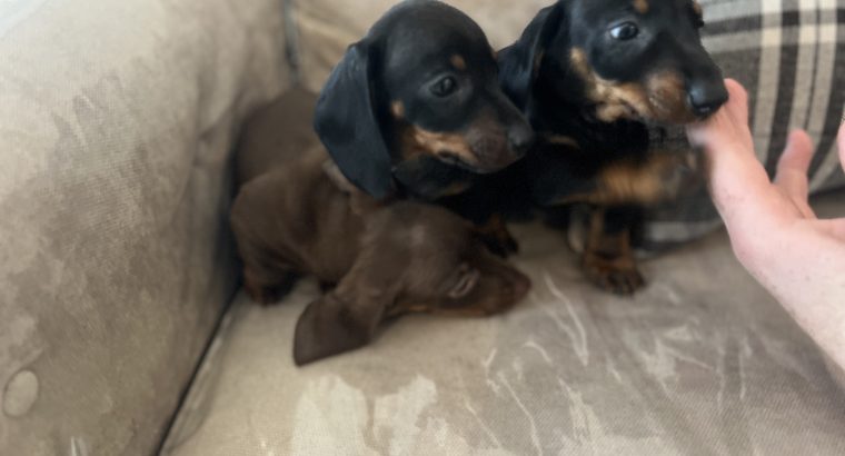 Miniature dachshund