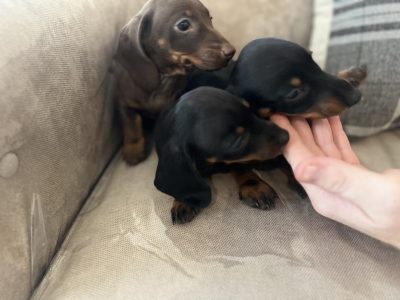 Miniature Dachshund Puppies for Sale in Dublin