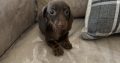 Miniature dachshund