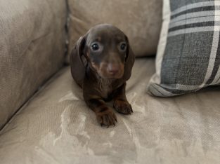 Miniature dachshund