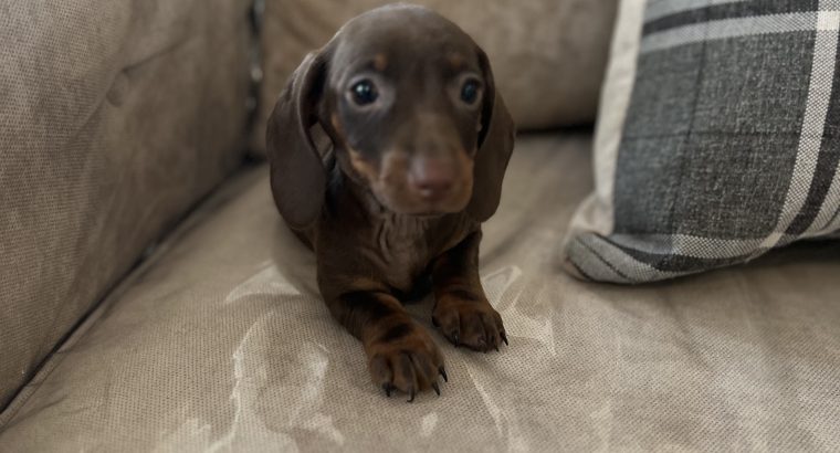 Miniature dachshund