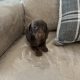 Miniature dachshund