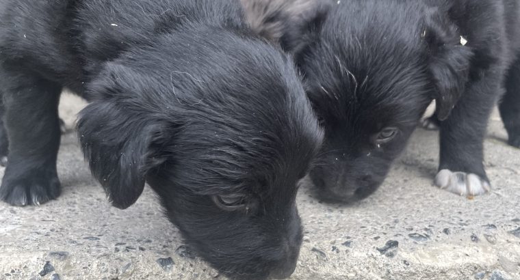 Black retriever puppies