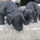 Black retriever puppies