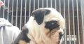 Olde English Bulldog