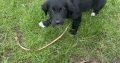 Black retriever puppies