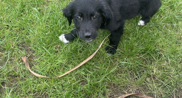 Black retriever puppies