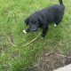 Black retriever puppies