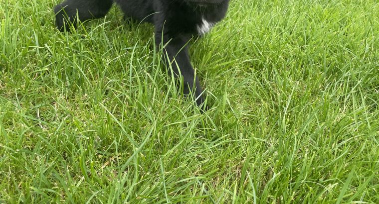 Black retriever puppies