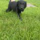 Black retriever puppies